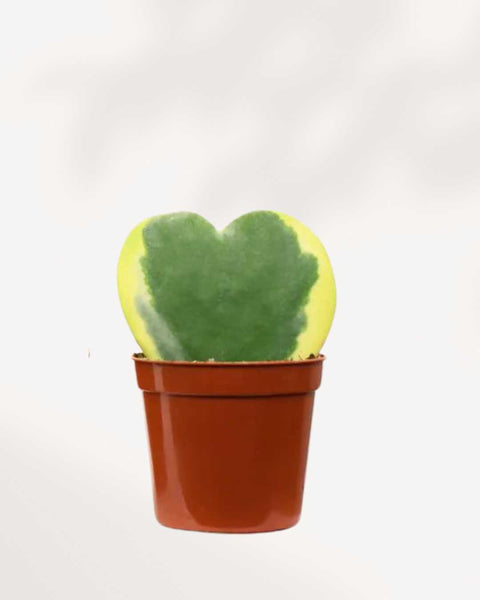 Shop Hoya heart plant - Heart-Shaped Succulent | Buy Online | Mygreenscape 