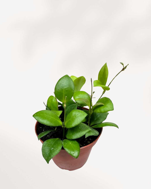 Hoya Heuschkeliana | Buy Online - Plant Care