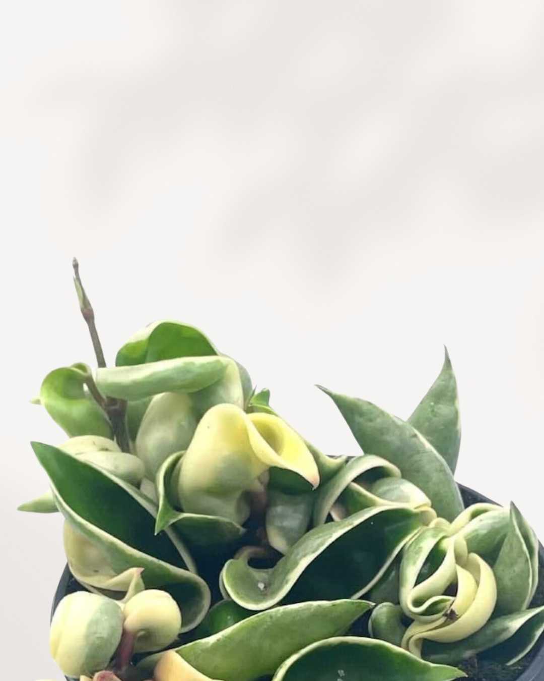 Hoya Hindu Rope Variegata | Buy Online