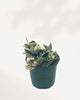 Hoya Compacta 'Hindu Rope Variegata 4" Pot - Small