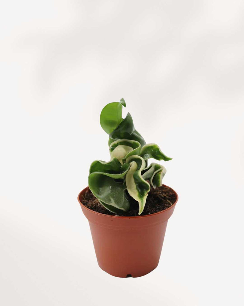 Hoya Compacta 'Hindu Rope Variegata 2.5" Pot - XSmall