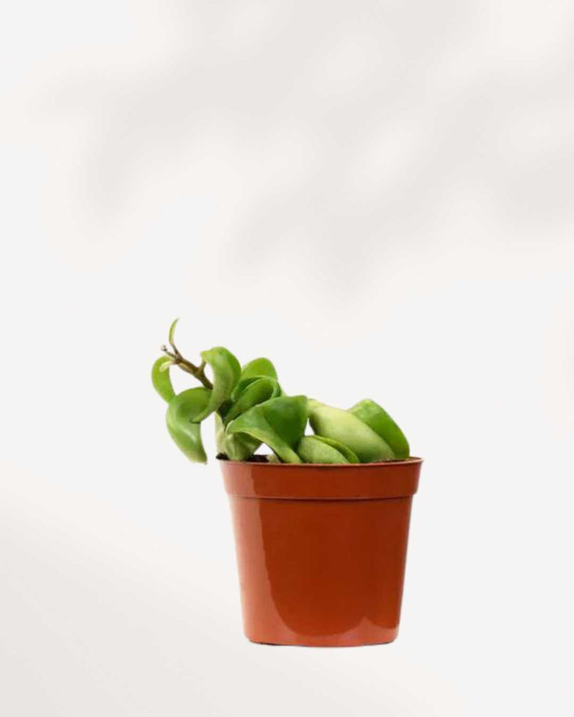 Hoya Compacta 'Hindu Rope 2.5" Pot - XSmall