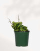 Hoya Compacta 'Hindu Rope 3.5" Pot - Small
