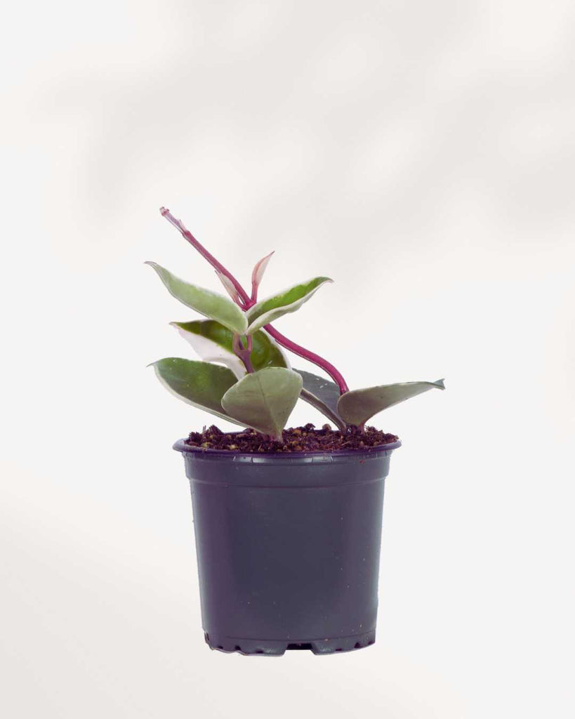 Hoya Krimson Queen 3.5" Pot - Small