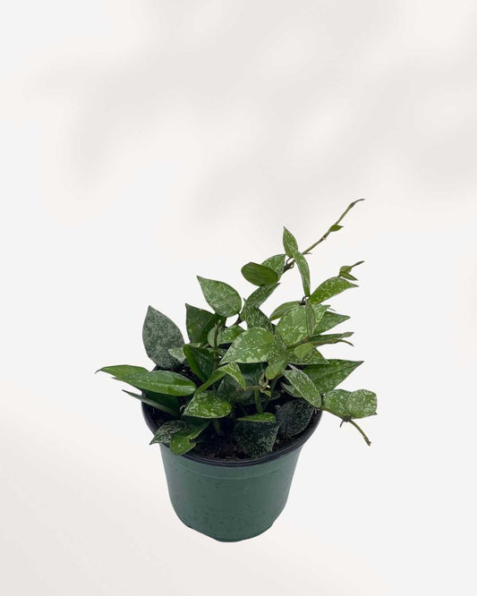 Hoya Krohniana | Buy Online - Plant Care