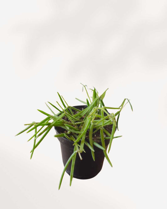 Hoya Linearis | Buy Online - Plant Care