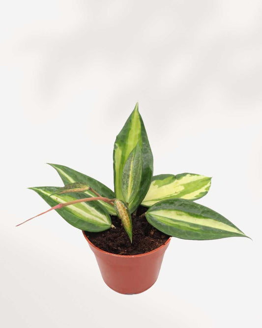Hoya Macrophylla | Buy Online - Plant Care