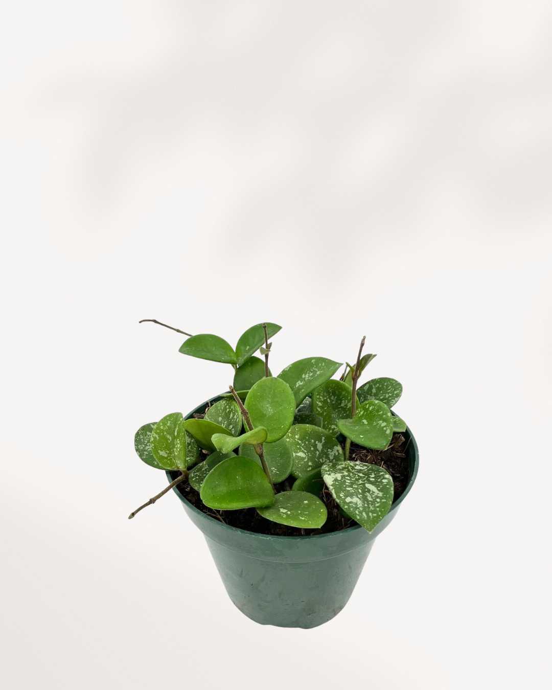 Hoya Mathilde | Buy Online - Care