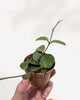 Hoya Mathilde plant, showcasing its compact, trailing vines with small, fuzzy green leaves, in a simple hanging nursery pot