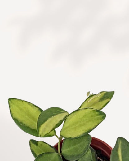 Hoya Neon