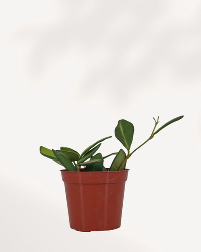 Hoya Neon