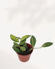 Hoya Neon
