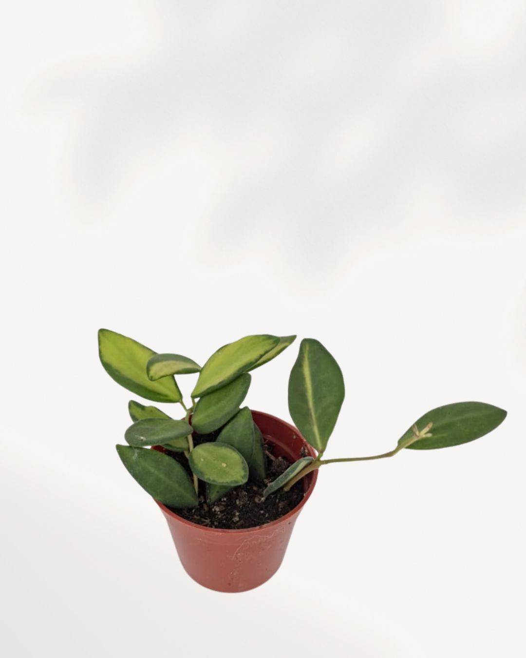 Hoya Neon