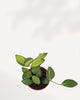 Hoya Neon
