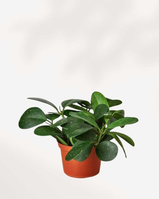 Hoya Obavata | Buy Online - Plant Care