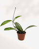 Hoya Pubicalyx Silver Splash 2.5" Pot - XSmall