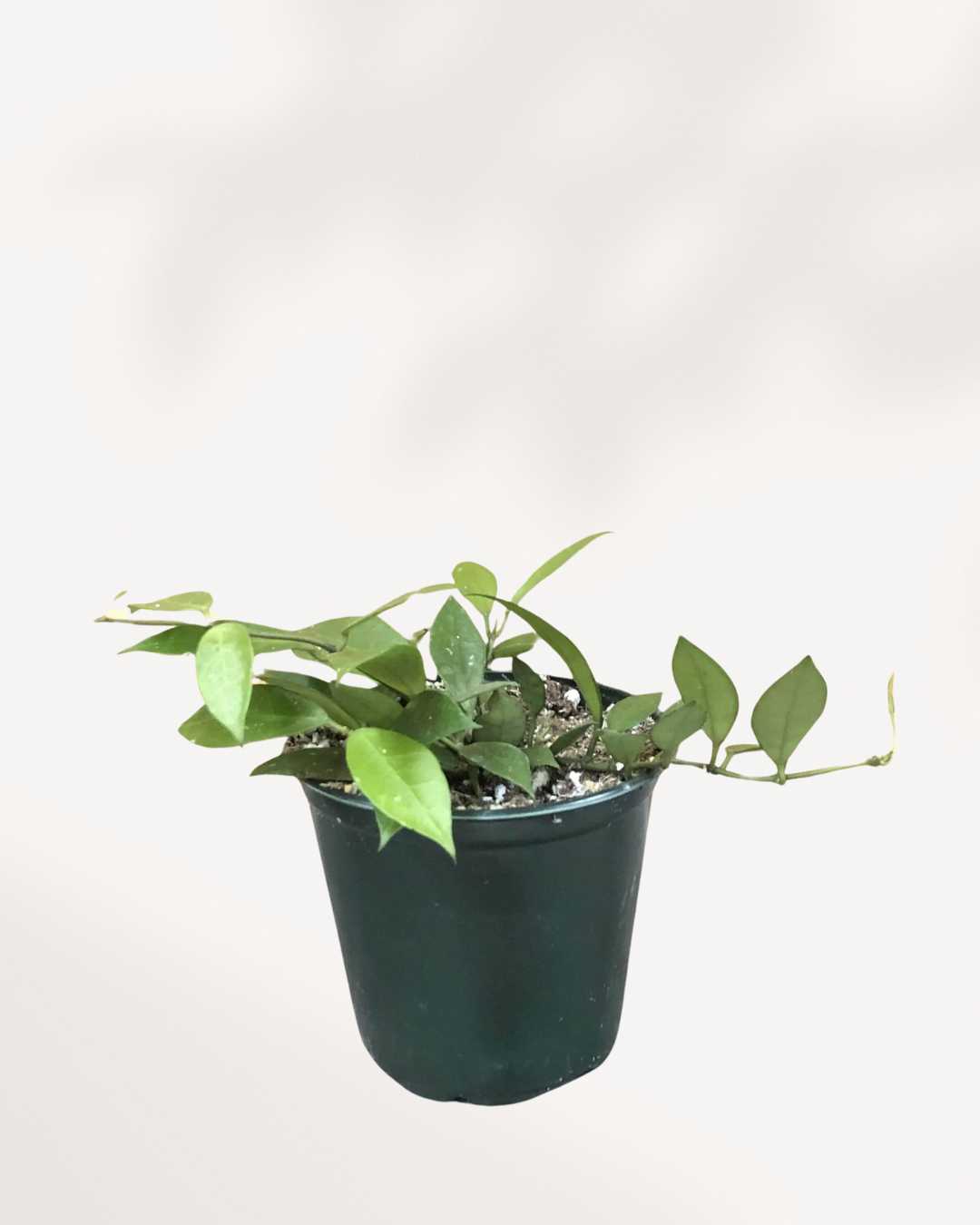 Hoya Rebecca | Buy Online - Plant Care