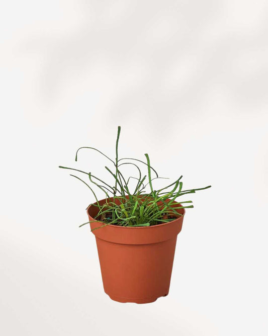 Hoya Retusa | Plant Care