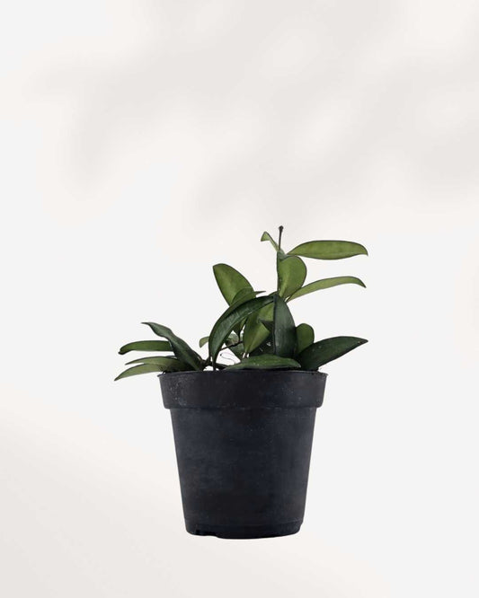 Hoya Rosita | Buy Online