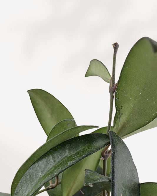 Hoya Rosita | Buy Online