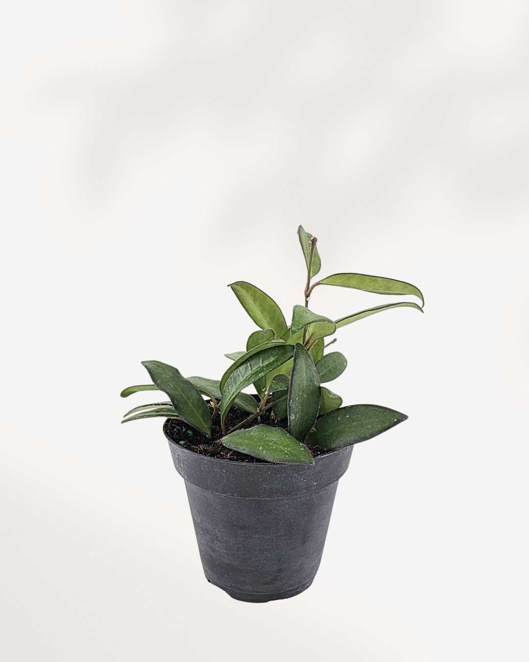 Hoya Rosita | Buy Online