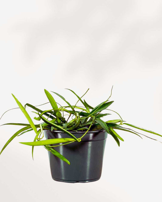 Hoya Shepherdii | Plant Care