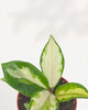 Close up of Hoya Carnosa Tricolor showcasing striking pink, white, and green variegated waxy leaves, premium indoor plant for collectors, available in Canada.