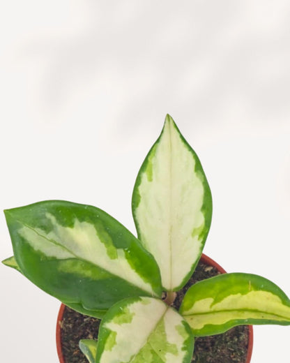 Close up of Hoya Carnosa Tricolor showcasing striking pink, white, and green variegated waxy leaves, premium indoor plant for collectors, available in Canada.