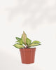 Healthy Hoya Carnosa Tricolor houseplant featuring colorful variegated foliage, perfect for modern home decor, delivered to your doorstep across GTA Toronto and Canada.