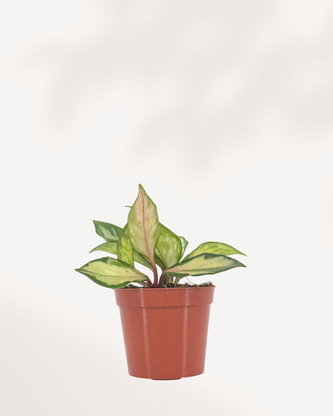 Healthy Hoya Carnosa Tricolor houseplant featuring colorful variegated foliage, perfect for modern home decor, delivered to your doorstep across GTA Toronto and Canada.