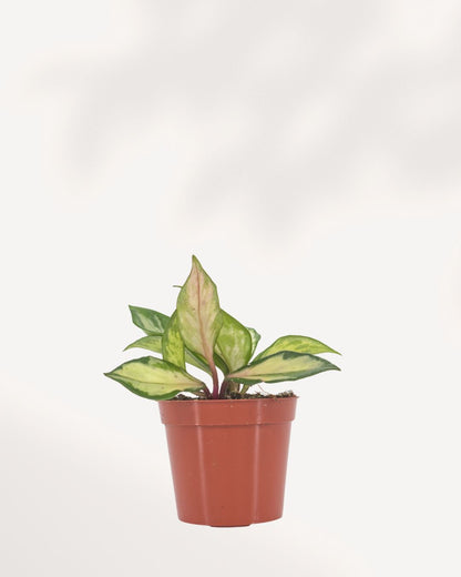 Healthy Hoya Carnosa Tricolor houseplant featuring colorful variegated foliage, perfect for modern home decor, delivered to your doorstep across GTA Toronto and Canada.