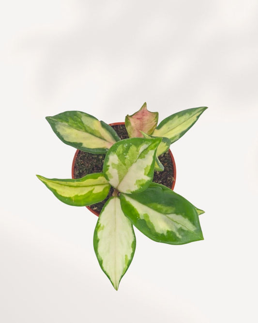 Top view of Hoya Carnosa Tricolor displaying lush variegated foliage and compact growth, beautiful indoor houseplant available online and in store in Richmond Hill with Canada wide delivery.