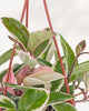 Close-up of Hoya Crimson Queen's variegated leaves showing green, cream, and pink tones with new growth.