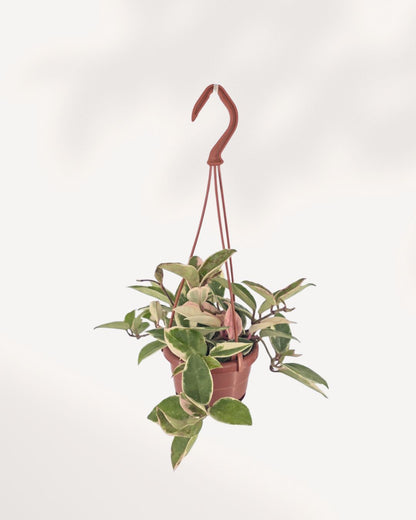 Hoya Crimson Queen 4" Hanging Basket – full plant view with green and cream variegated leaves in a  hanging basket