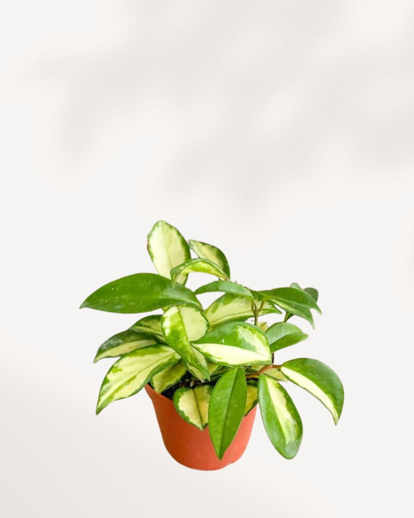 Hoya Krimson Princess 4.5" Pot - Small