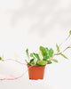 Hoya Krimson Queen 2.5" Pot - Small