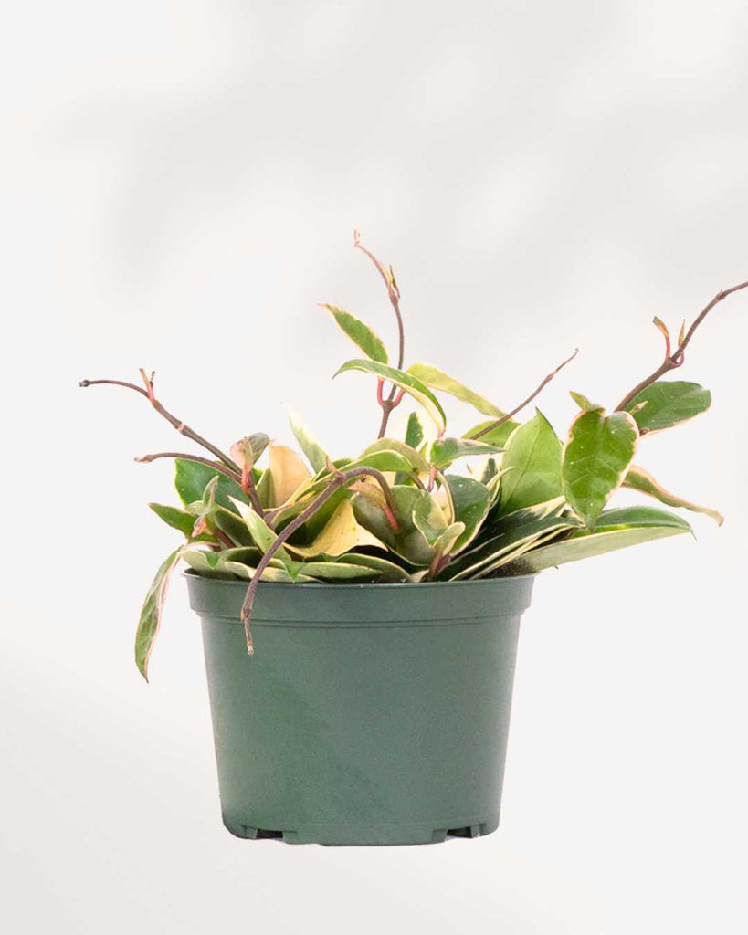 Hoya Krimson Queen 6" Pot - Medium