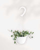 Hoya Krohniana Silver 6” Hanging Basket