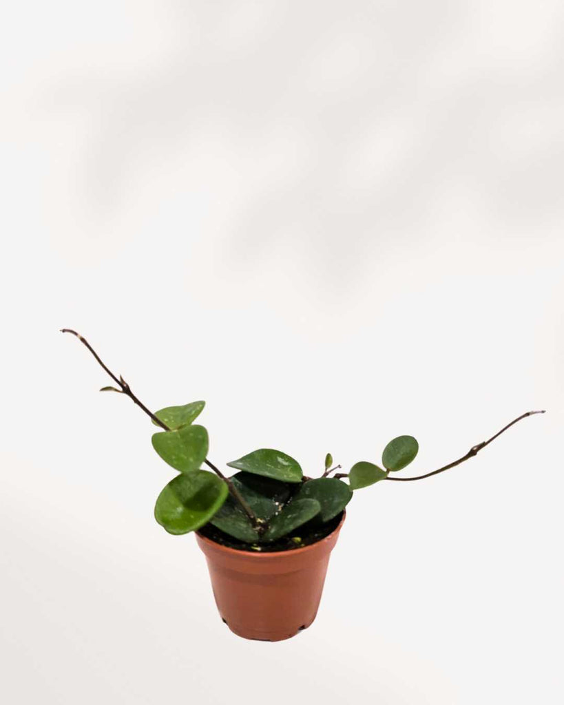 Hoya Mathilde plant, showcasing its compact, trailing vines with small, fuzzy green leaves, in a simple hanging nursery pot