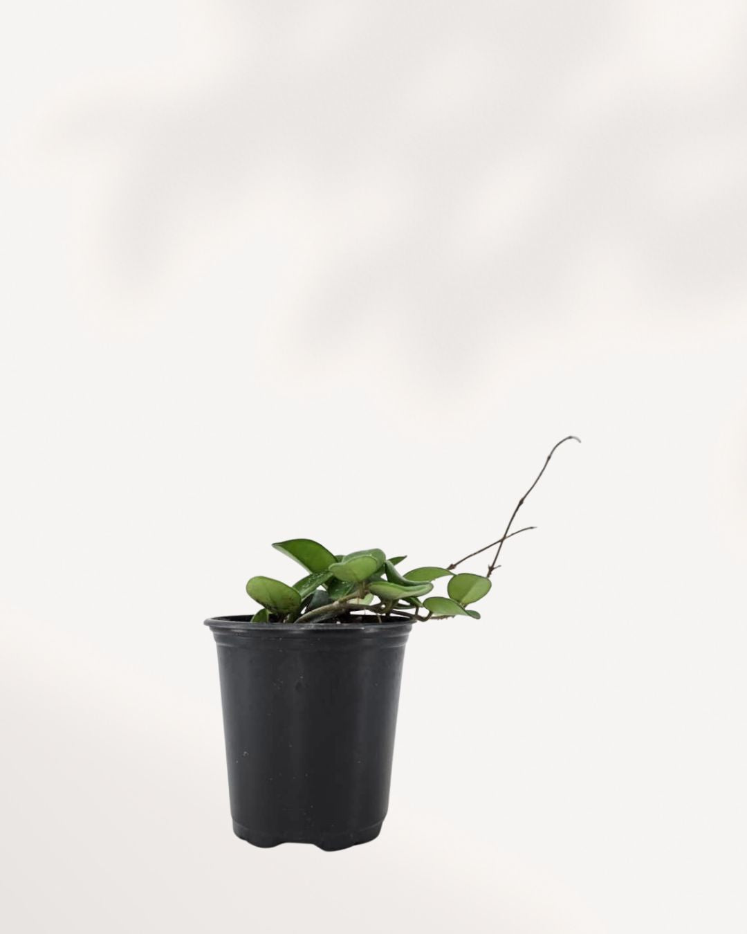 Hoya Mathilde plant, showcasing its compact, trailing vines with small, fuzzy green leaves, in a simple hanging nursery pot