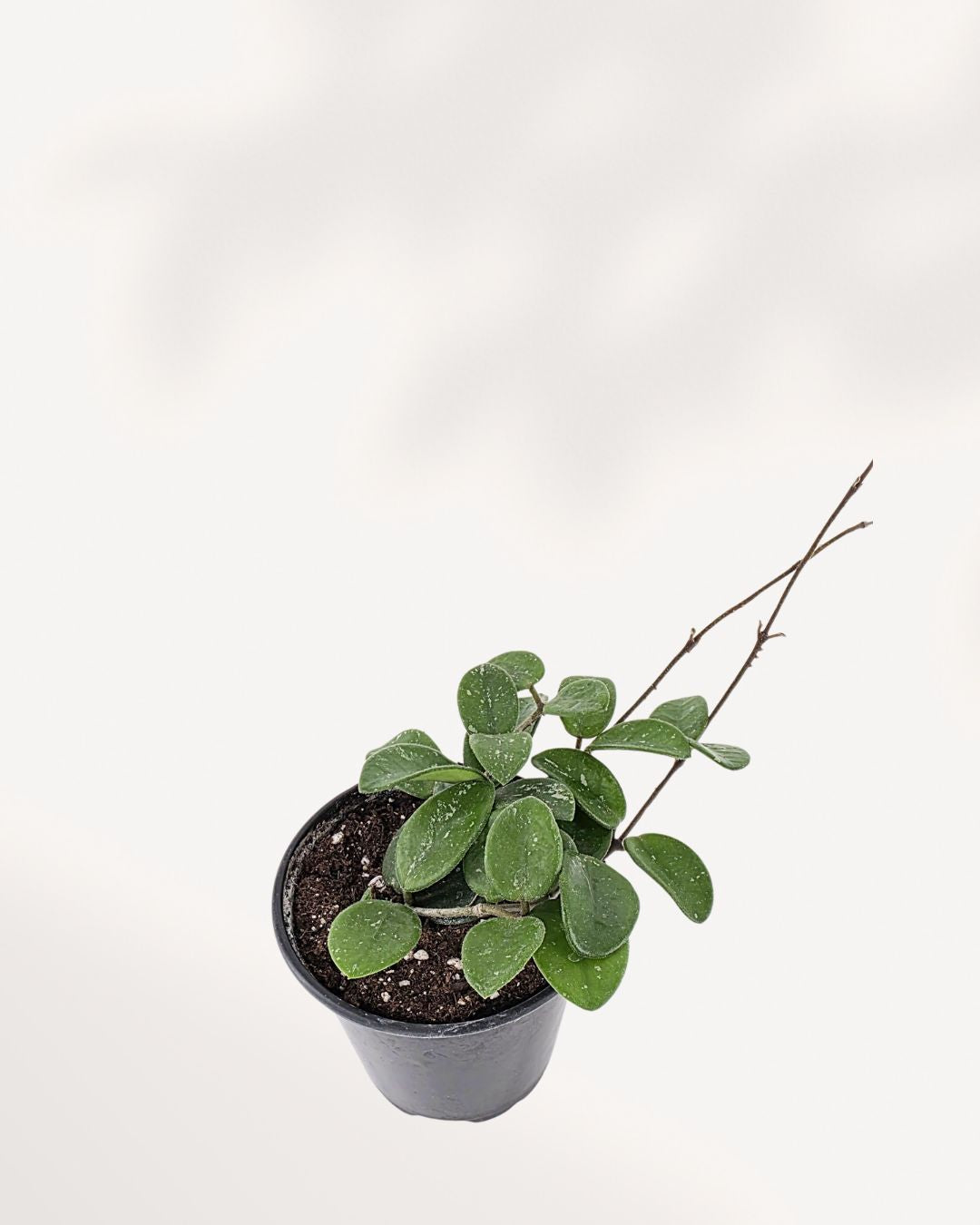 Hoya Mathilde plant, showcasing its compact, trailing vines with small, fuzzy green leaves, in a simple hanging nursery pot