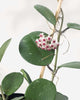 Hoya Obovata