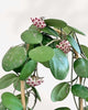 Hoya Obovata