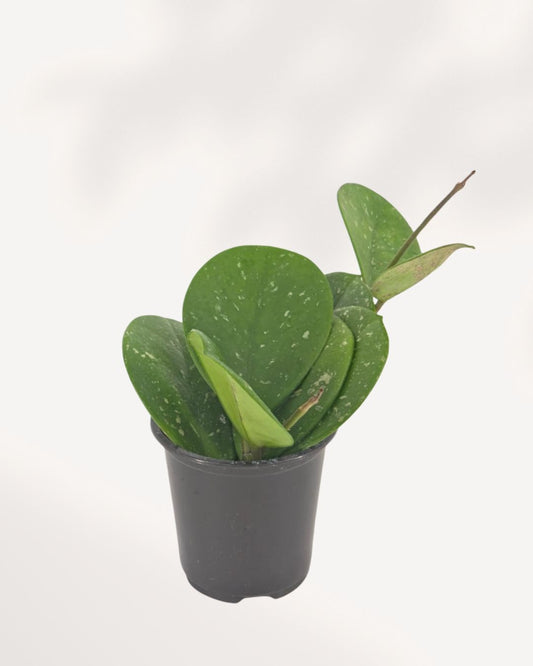 Hoya Obovata in small black nursery pot showing thick round dark green leaves with silver speckle markings and a new trailing vine, compact starter wax plant for bright indoor spaces Canada