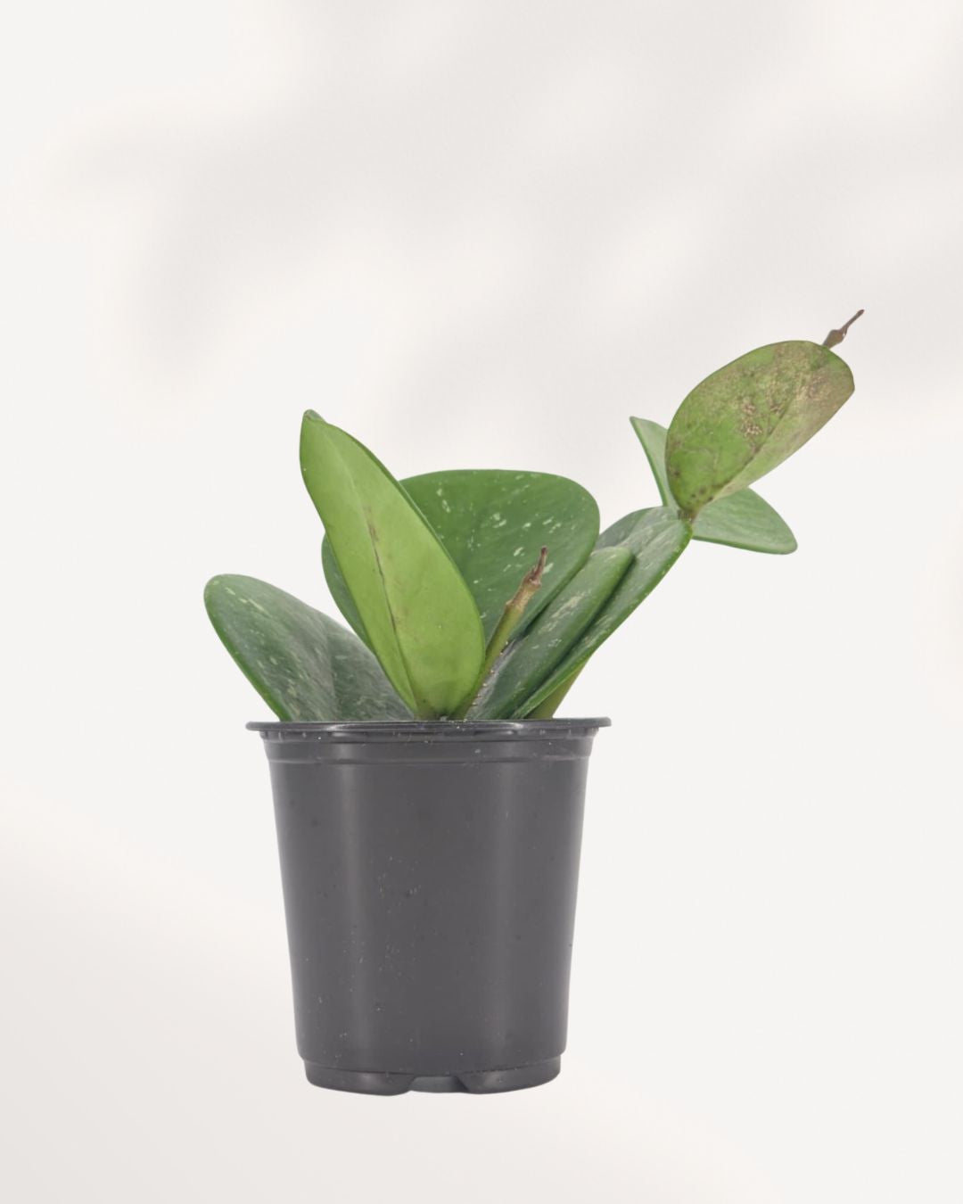 Young Hoya Obovata in small black nursery pot with four thick oval silver-speckled leaves and a new growth tendril, beginner-friendly wax plant starter available for delivery across Canada