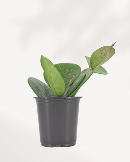 Young Hoya Obovata in small black nursery pot with four thick oval silver-speckled leaves and a new growth tendril, beginner-friendly wax plant starter available for delivery across Canada