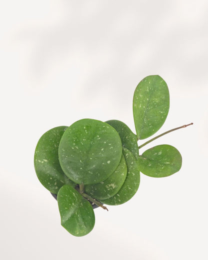 Overhead view of Hoya Obovata showing dense cluster of round glossy dark green leaves with distinctive silver speckle pattern, low maintenance indoor wax plant for shelves and windowsills