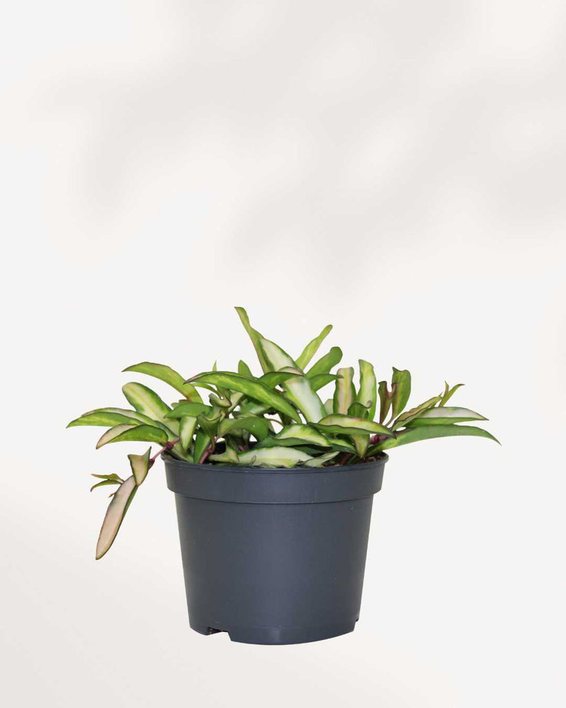 Hoya Wayetii Tricolour 4" Pot - Small