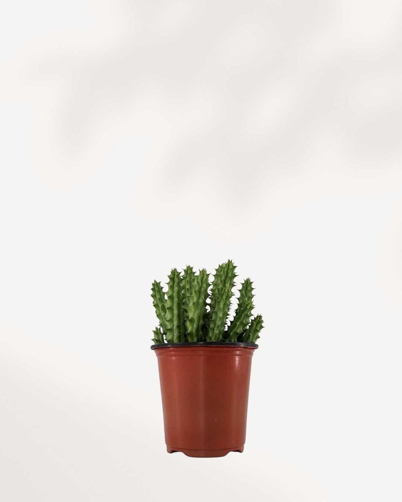 Huernia Macrocarpa - Dragon Flower Buy Online