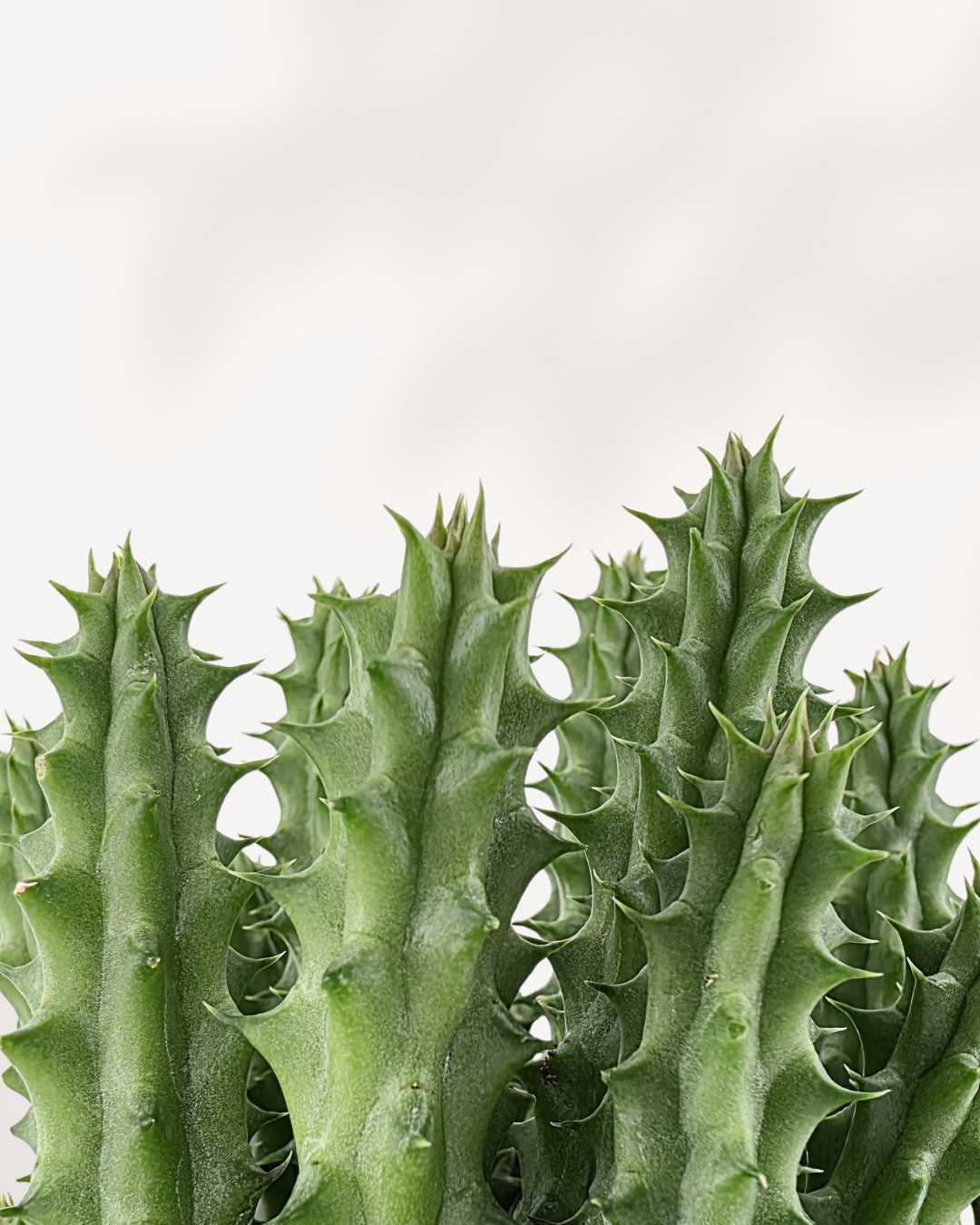 Huernia Macrocarpa - Dragon Flower Buy Online
